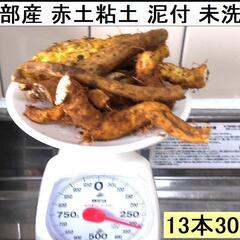 黒部産・超粘り！赤土粘土の典型的天然自然薯 13本≒300gの画像
