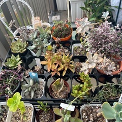 多肉植物まとめて　韓国多肉も入ってますの画像