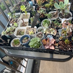 多肉植物まとめて　韓国多肉も入ってますの画像