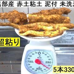 黒部産・超粘り！赤土粘土の典型的天然自然薯 5本≒330g