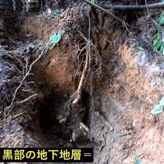 黒部産・超粘り！赤土粘土の典型的天然自然薯 4本≒310gの画像