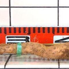 黒部産・超粘り！赤土粘土の典型的天然自然薯 ≒620mm≒520gの画像