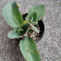 多肉植物