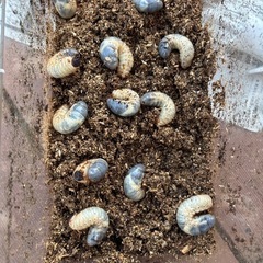 カブトムシの幼虫