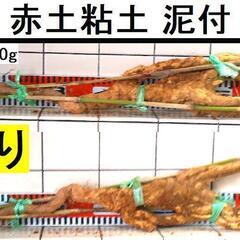 黒部産・超粘り！赤土粘土の典型的天然自然薯≒810mm≒490g