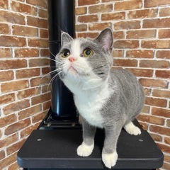 ご家族募集します - 猫