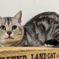 アメリカンショートヘアご家族募集します！ − 山形県