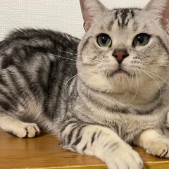 アメリカンショートヘアご家族募集します！