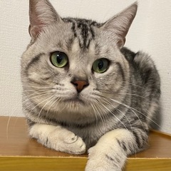 アメリカンショートヘアご家族募集します！ - 猫