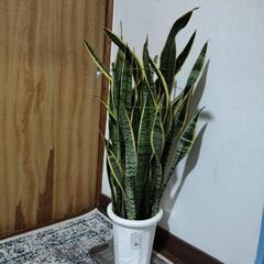 サンスペリア 寄植えの画像