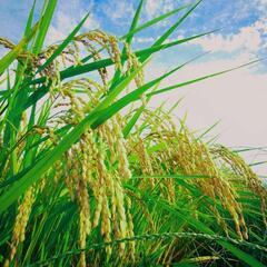 令和6年産　会津コシヒカリ　玄米30㎏の画像
