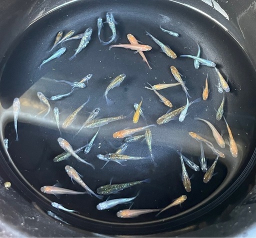 【お渡し先決まりました】色々なメダカ25匹