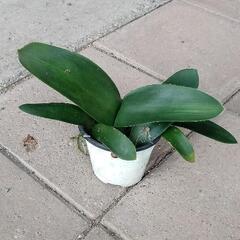 マユハケオモト