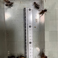 フタホシコオロギLサイズ80匹(郵送不可)の画像