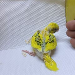 手乗りセキセイインコ　11月6日入荷です。