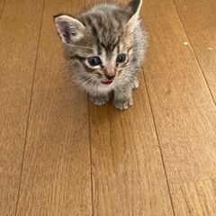 保護猫