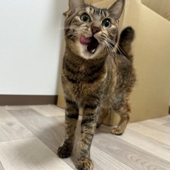 急いでます🐈猫
