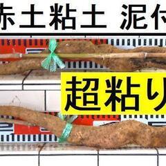 黒部産・超粘り！赤土粘土の典型的天然自然薯≒700mm≒430g