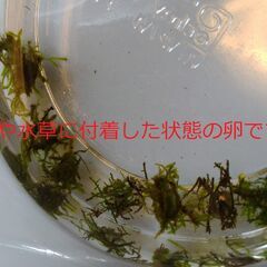 オキナワシリケンイモリ 「卵」送料込み #2024-1の画像