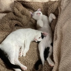 ゴロゴロすぎるきょうだい♡猫初心者様、子供さんokです♡決まりました！