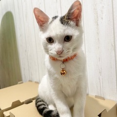 猫じゃらし大好き白×キジ♂