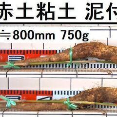 黒部産・超粘り！赤土粘土の典型的天然自然薯【極太】≒800mm≒...