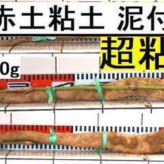 黒部産・超粘り！赤土粘土の典型的天然自然薯≒850mm≒570g
