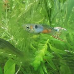 水草3種★グッピー稚魚10匹の画像