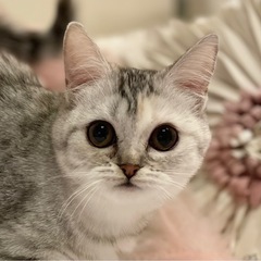 【ミヌエット】穏やかな、人懐こい女の子
