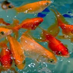 金魚引き取ります