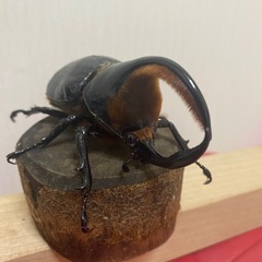 即ぶりサタンオオカブト94ミリ