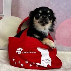 【事業拡大！】トリマーさん急募！の画像