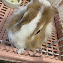 急募　うさぎの里親募集