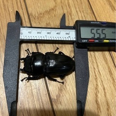 【値下げ】大型血統　55.4mm　スマトラオオヒラタ ♀1頭　産卵済みの画像