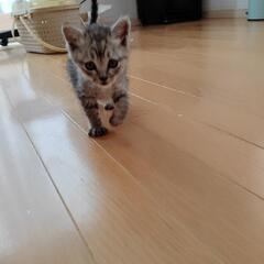 子猫の里親募集