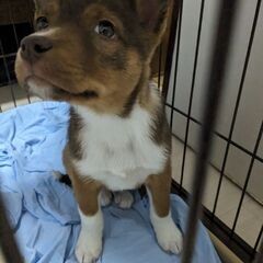【リュウ】♂ 2ヶ月弱 保護犬 子犬 雑種 ミックス犬