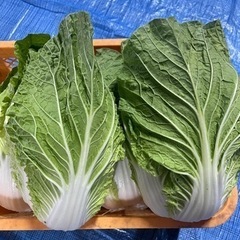 白菜コンテナ売り