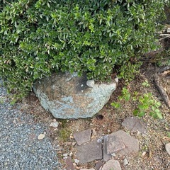 庭木と庭石の画像