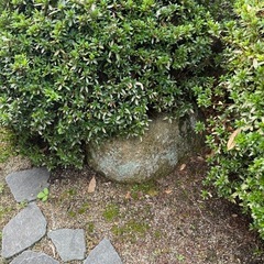庭木と庭石の画像