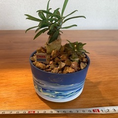 サキュレンタム　北川和喜の画像