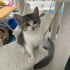 子猫保護しました！里親様募集してます。