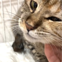 人懐こくて優しい温厚な子です。ムギワラのルミちゃん２歳