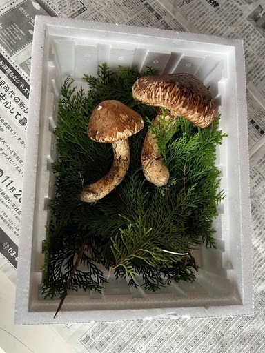 兵庫県産天然松茸2本200g