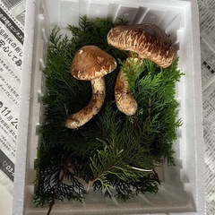 北海道　松茸　250g 訳あり 国産 松茸 訳あり」の人気商品一覧 | 安い商品を通販サイトから