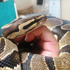 爬虫類(ボールパイソン)【決まりました！】