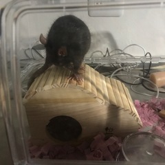 ファンシーラット