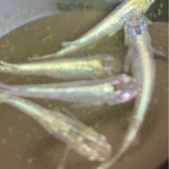 輝柳メダカ　成魚　10匹の画像