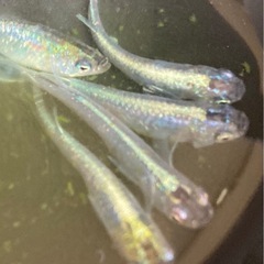 輝柳メダカ　成魚　10匹の画像