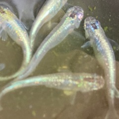 輝柳メダカ　成魚　10匹の画像