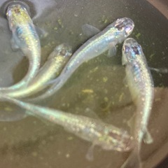 輝柳メダカ　成魚　10匹の画像